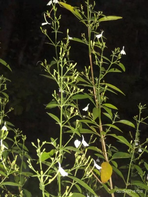 Rhinacanthus nasutus fullplant4.jpg